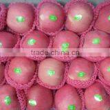 Famous Apples thumbnail-6