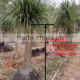 Nolina for Indoor Decoration thumbnail-4