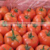 High Quality Fresh Tomato/farm Fresh Tomatos thumbnail-4