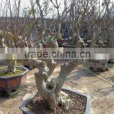 Lagerstroemia Indica L. Nursery thumbnail-3