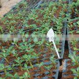 Desert Rose Seeds From China thumbnail-3