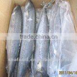 IQF Grey Mullet thumbnail-1