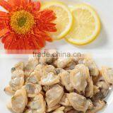 New Season High Quality Frozen Baby Clams Without Shell thumbnail-1