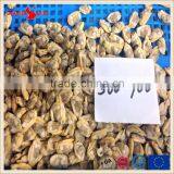 Grade A Standard IQF Baby Clam Meat thumbnail-6