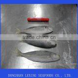 Frozen Mackerel Whole Round thumbnail-2