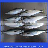 Frozen Pacific Mackerel(scomber Japonicus)