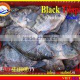 FROZEN BLACK TILAPIA WHOLE ROUND thumbnail-1