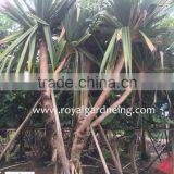 Pandanus Utilis High 4-5m Landscaping Tree