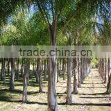 Syagrus Romanzoffiana thumbnail-3