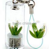 Baby Plant and Mini Plant thumbnail-1