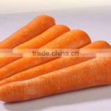 Top Quality Fresh Vegetables Chinese Fresh Carrots thumbnail-1