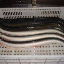 Frozen Gutted Eel (Anguilla Rostrata/Japonica)- Fresh Water River Eel thumbnail-4