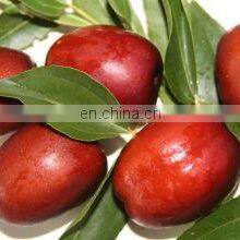 Dates Sauce Gounda Dates Syrup Machine Dates Palm Paste Making Machine thumbnail-4