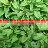 Penny-Royal Oil Indian