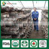 Black Chinese Mushrooms,Shitake Mushrooms Health Benefits,Growing Shitake Mushrooms thumbnail-2