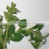 Oregano Oil (Origanum Vulgare) thumbnail-1