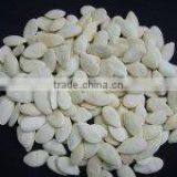 Supplying 11mm Snow White Pumpkin Seeds thumbnail-2