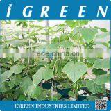 Dutch Pot Vegetable Growing System thumbnail-6