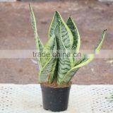 Dracaena Sanderiana Indoor Bonsai From Chinese thumbnail-1