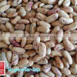 2014 Crop Cheapest Light Speckled Kidney Beans, LSKB , 220-240pcs thumbnail-1