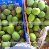 Fresh Mangoes thumbnail-3