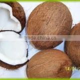 Fresh Mature Coconuts