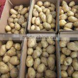 Holland Fresh Potato With Cheap Price Importer in Malaysia thumbnail-6