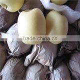 Fresh Golden Pears 18/20/22/24/36/40/44/48/72/80/96/112s thumbnail-4