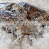 CUTTLE FISH FLAVORS/SEASONINGS thumbnail-1