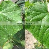 Organic NPK Vigoroot Liquid Fertilizer Seaweed Fertilizer thumbnail-3