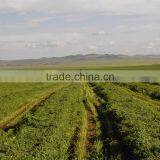 New Design Best Quality Tractor PTO Use Disk Mower, Hay Mower. Grass Mower, Lawn Mower thumbnail-2