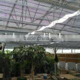 Inside sunshade greenhouse for planting