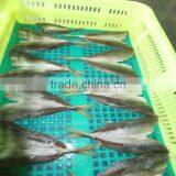 High Quality Cooking Pre Fried Frozen Breaded Mackerel thumbnail-1