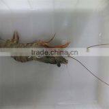 Frozen Pepper Shrimp thumbnail-1