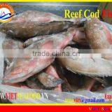 FROZEN WHOLE ROUND REEF COD FISH thumbnail-3