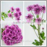 2017 Fresh Cut Chrysanthemum With All Colors Available Wholesale thumbnail-4