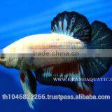 Betta Fish Farm For Sale and Aquarium Fish Exporter thumbnail-5