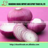 Nutritious Vegetable ,fresh Red Onion,long Shelf Time thumbnail-4