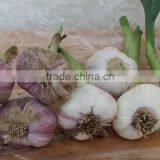 PURE WHITE GARLIC FROM VIET NAM