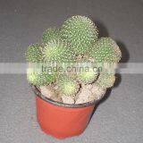 Rebutia Minuscula 8.5cm Mini Cactus Succulent Ornamental Indoor Plants Nursery Echinocactus Grusonii Cereus Cacti Bonsai thumbnail-1