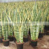 Sansevieria Wholease From Chinese Famous Flower Market thumbnail-1