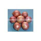 EGYPTION ONION Farm Fresh Shallot Onions  Super Quality  With Great Price Promotion thumbnail-4