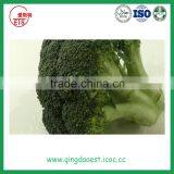 Hot Sale Fresh Broccoli for Sale 800-900g/pc thumbnail-6