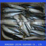 Frozen Mackerel Scoberjponics thumbnail-1