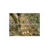 Windchime thumbnail-1