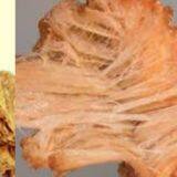 Producing Textured Soy Protein By Twin-Screw Extruder thumbnail-2