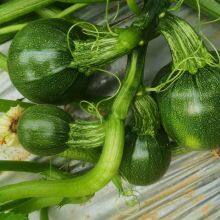 Dark Green Round Shape Hybrid Squash Seeds With Good Package thumbnail-3