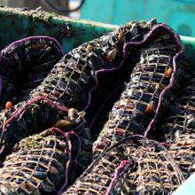 Rede tubular de polietileno para mexilhões thumbnail-2