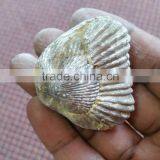 Ammonite Fossil thumbnail-6
