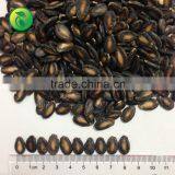 Black Seedless Watermelon Seeds Wholesale thumbnail-2